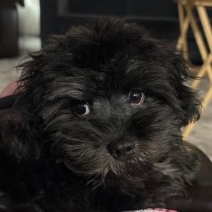 Meet your Posher, Sannicia